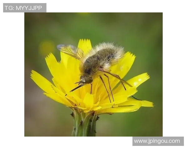 日蜂与黄蜂的生态对比与生存策略探讨